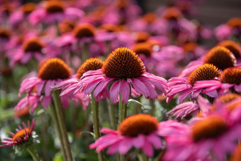 Farmedica